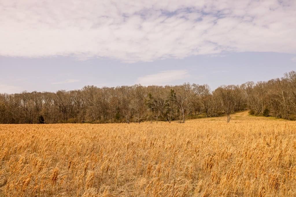 Land for Sale in Warren County, MS