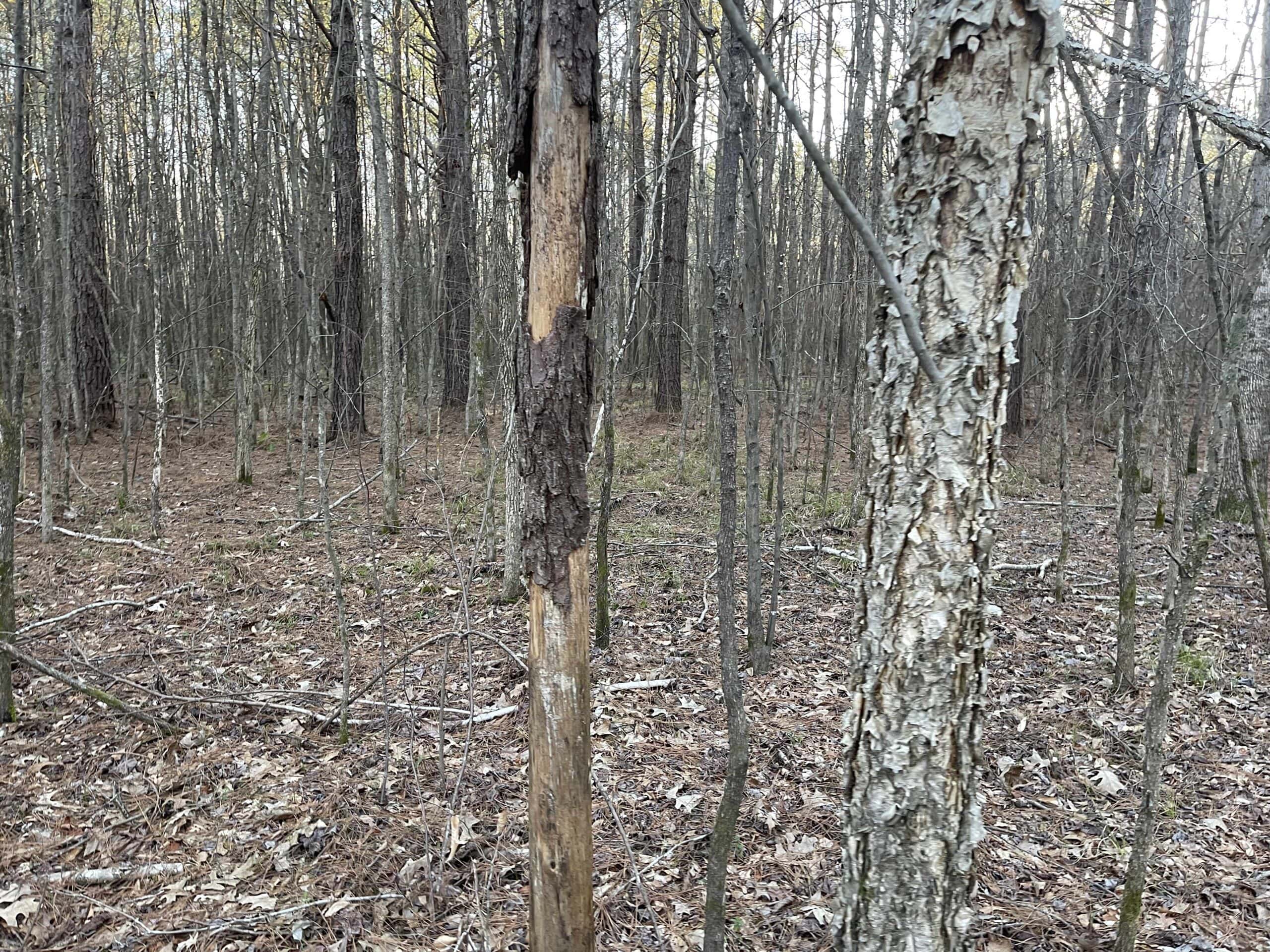 HUNTING LAND FOR SALE NEAR TN RIVER WITH CREEK 154.16Acres