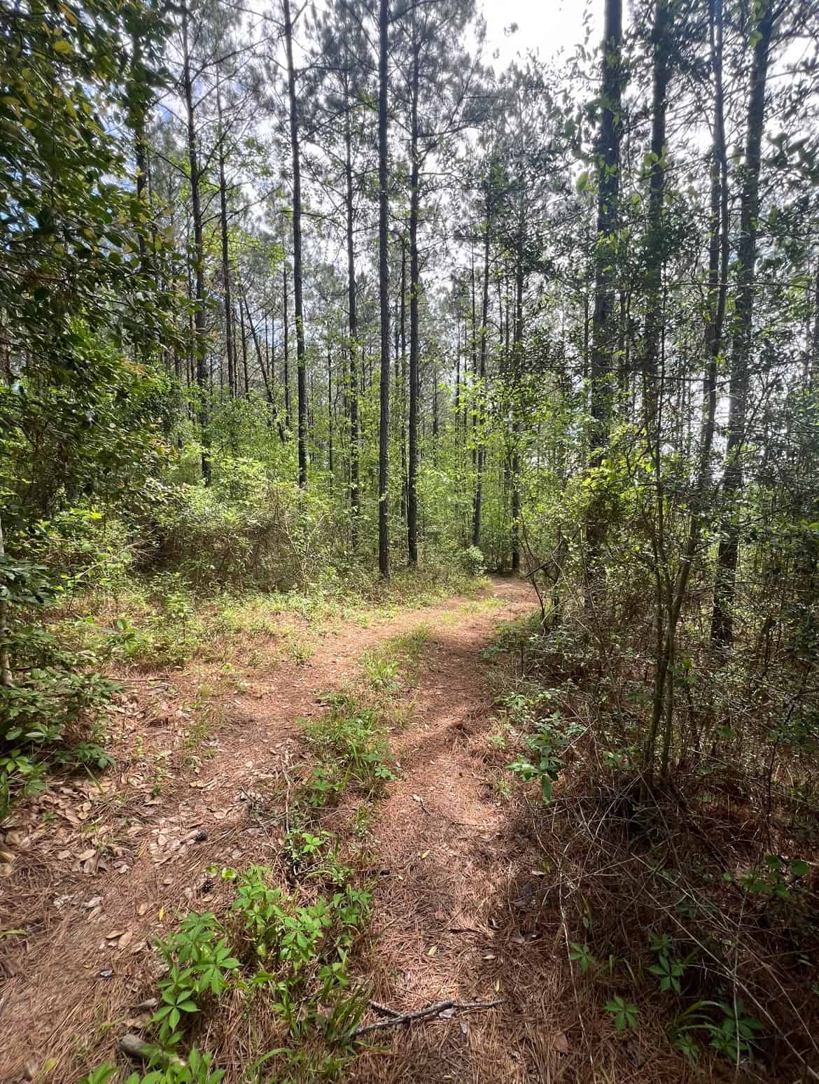 60 Acre Jackson Parish Timberland & Hunting Property