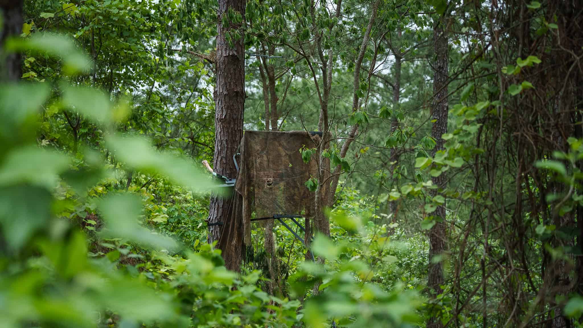 Premier East Texas Hunting & Timberland for Sale – 699 Acres in Ben Wheeler, TX
