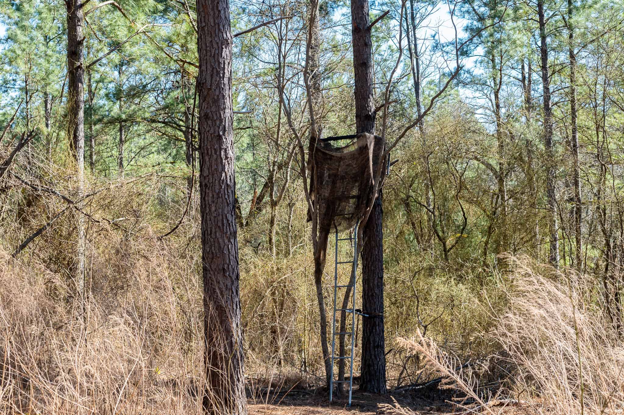 Premier East Texas Hunting & Timberland for Sale – 699 Acres in Ben Wheeler, TX