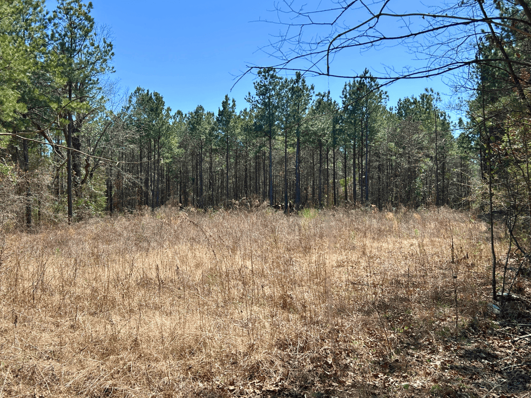 Secluded Timber Homestead in Linden, Texas
