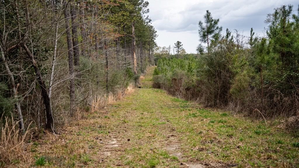 Affordable Hunting Property in Amite County