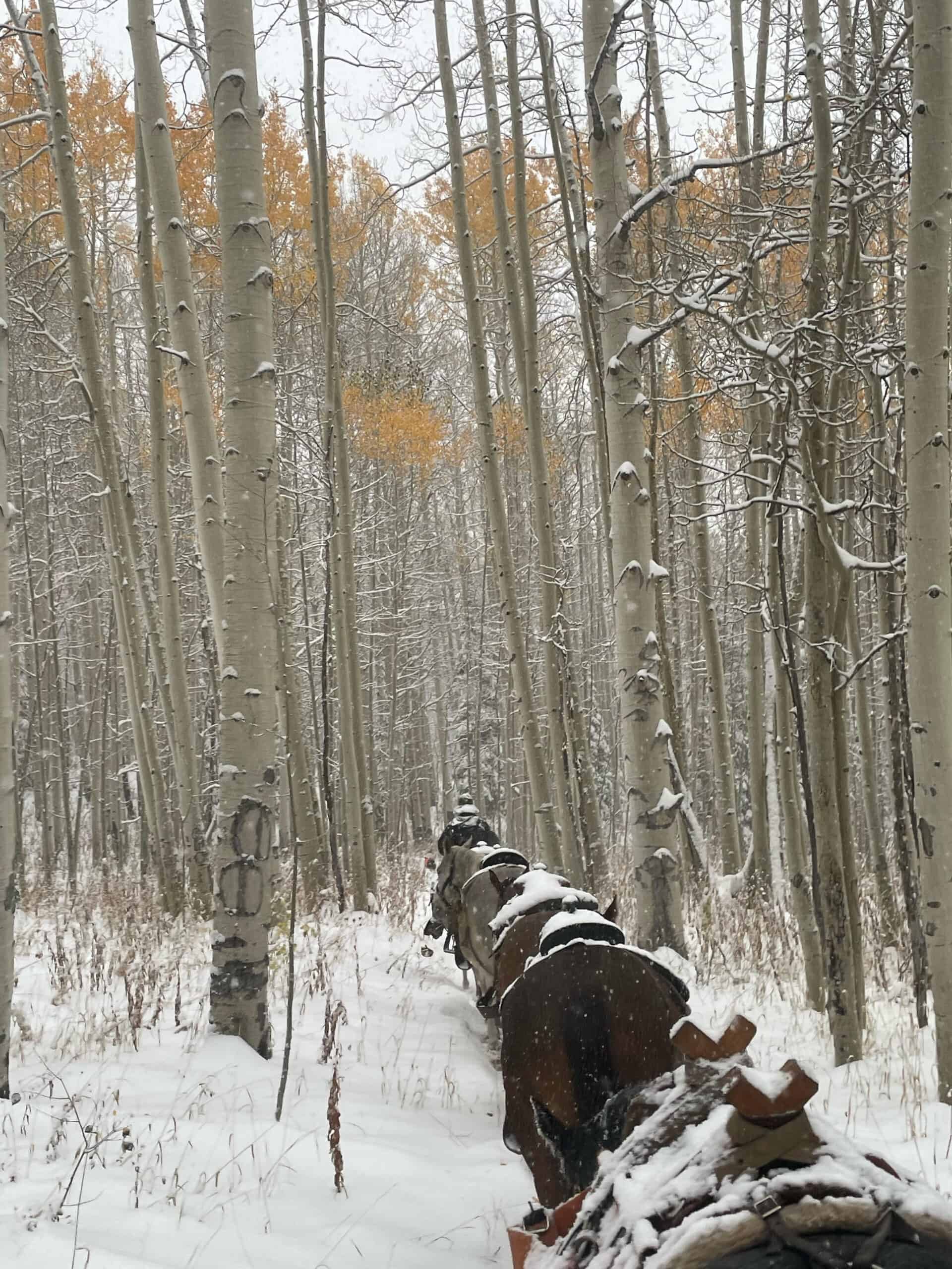 Colorado Outfitting Business for Sale Accessing National Forest