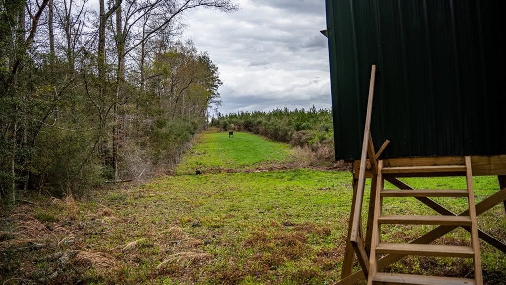 Affordable Hunting Property in Amite County