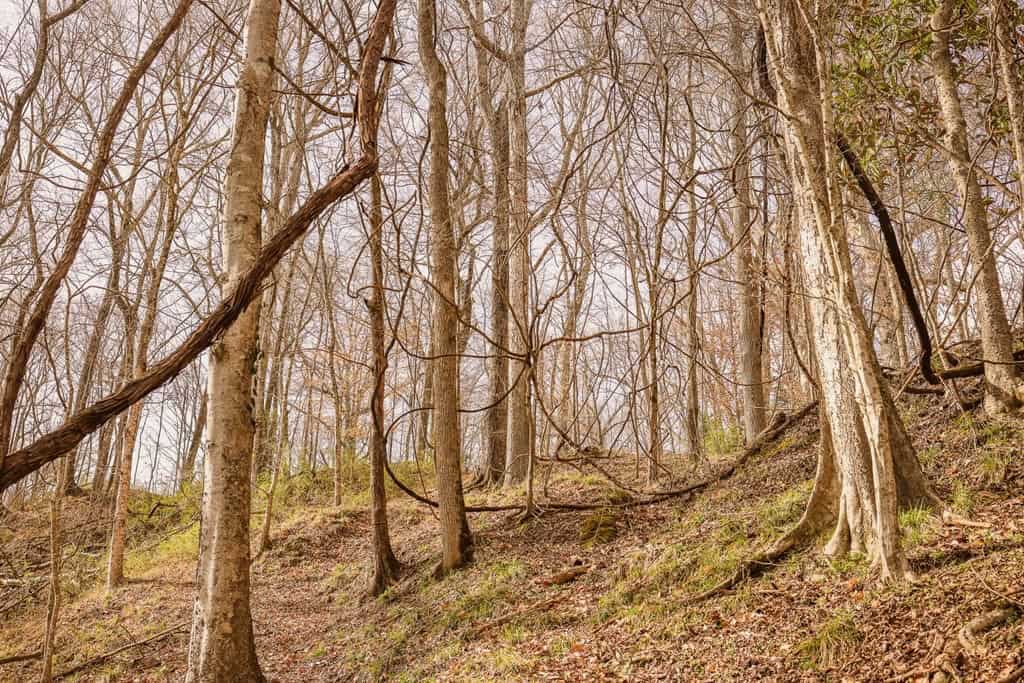 Land for Sale in Warren County, MS
