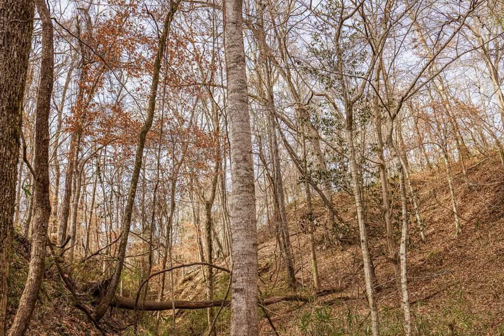 Land for Sale in Warren County, MS