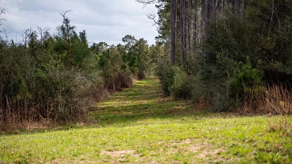 Affordable Hunting Property in Amite County