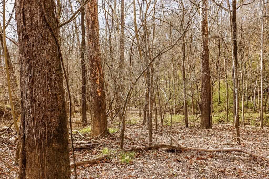 Land for Sale in Warren County, MS