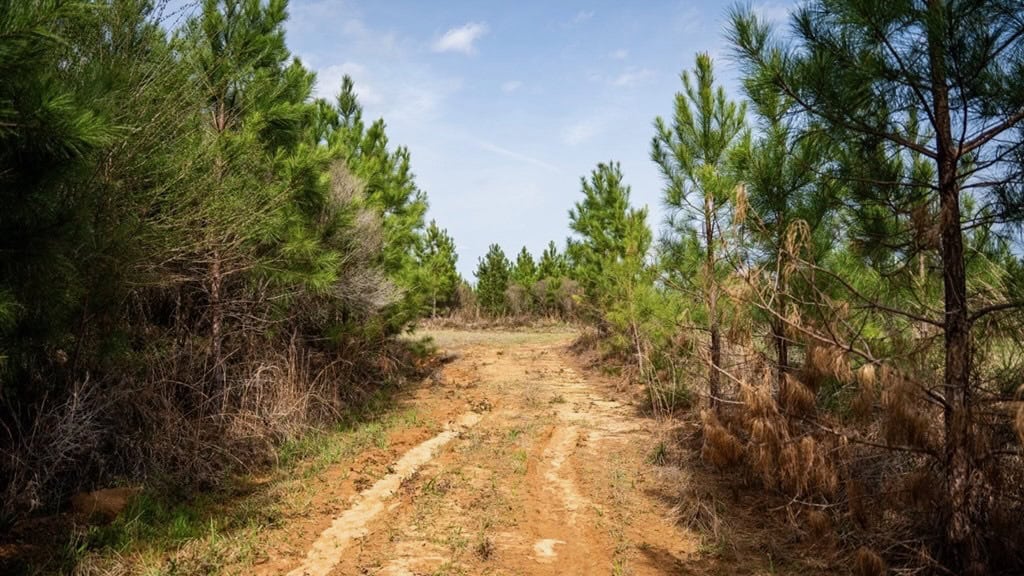 Affordable Hunting Property in Amite County
