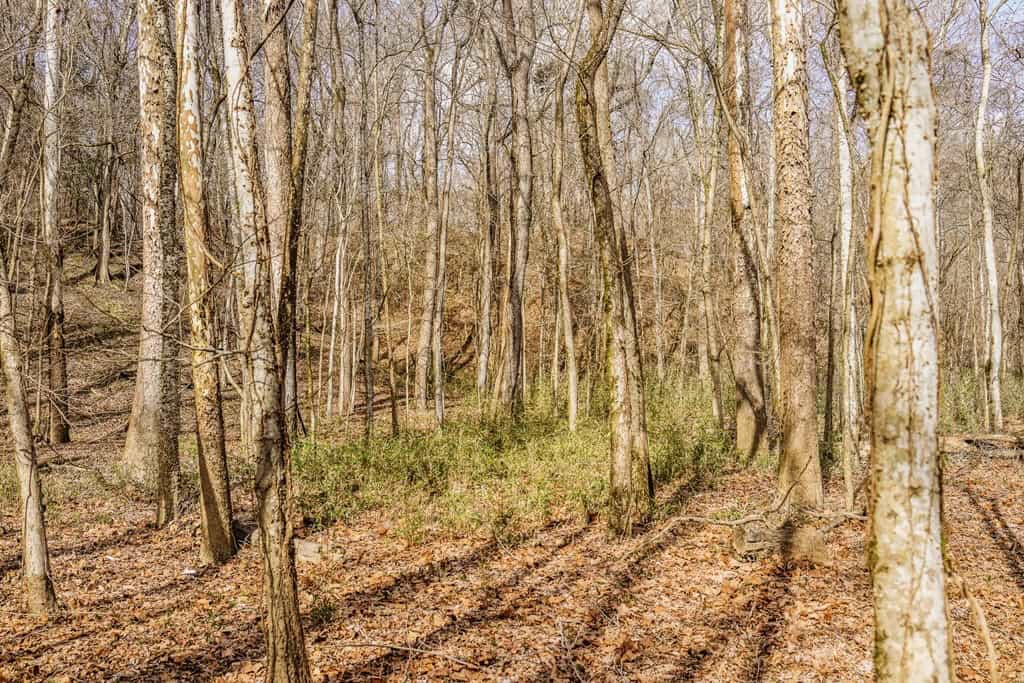 Land for Sale in Warren County, MS