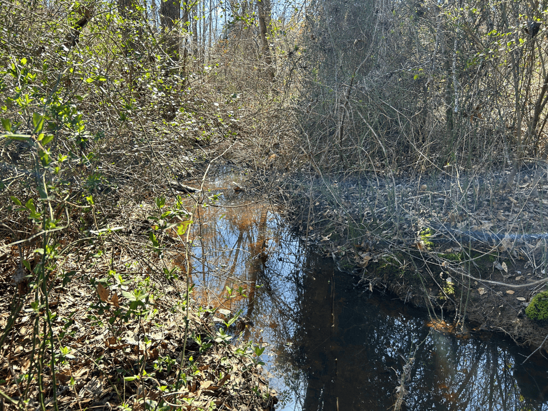 East Texas Timberland Investment & Hunting Tract