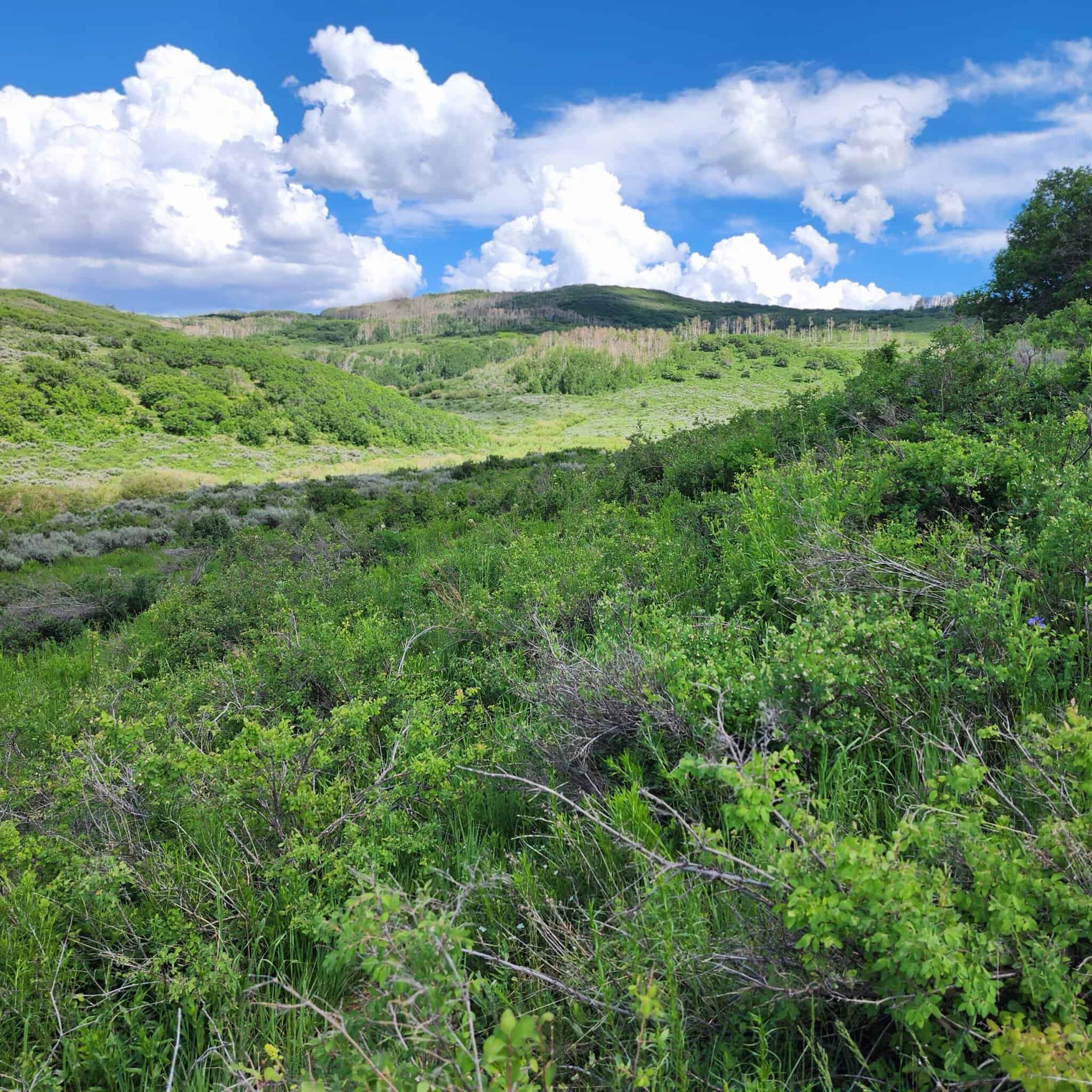 Colorado Hunting Property for Sale