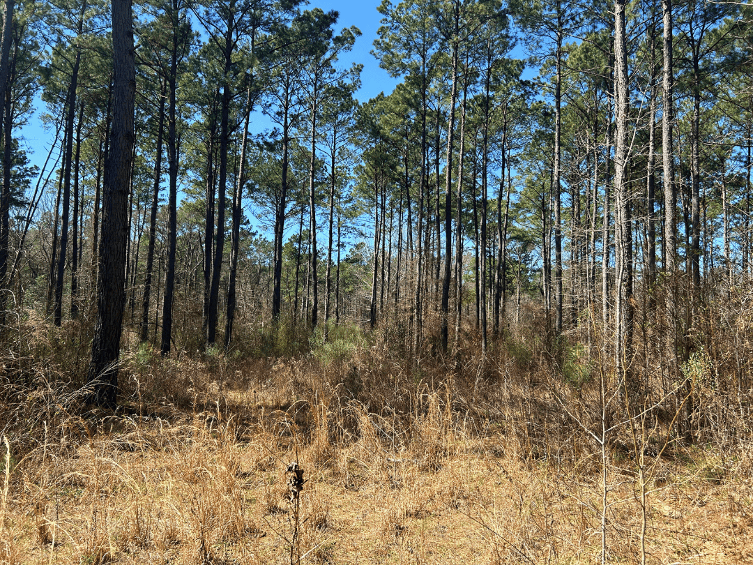 East Texas Timberland and Recreational Tract