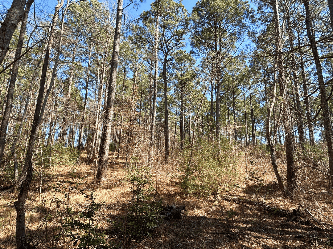 East Texas Land For Sale – Timber Investment & Hunting Property