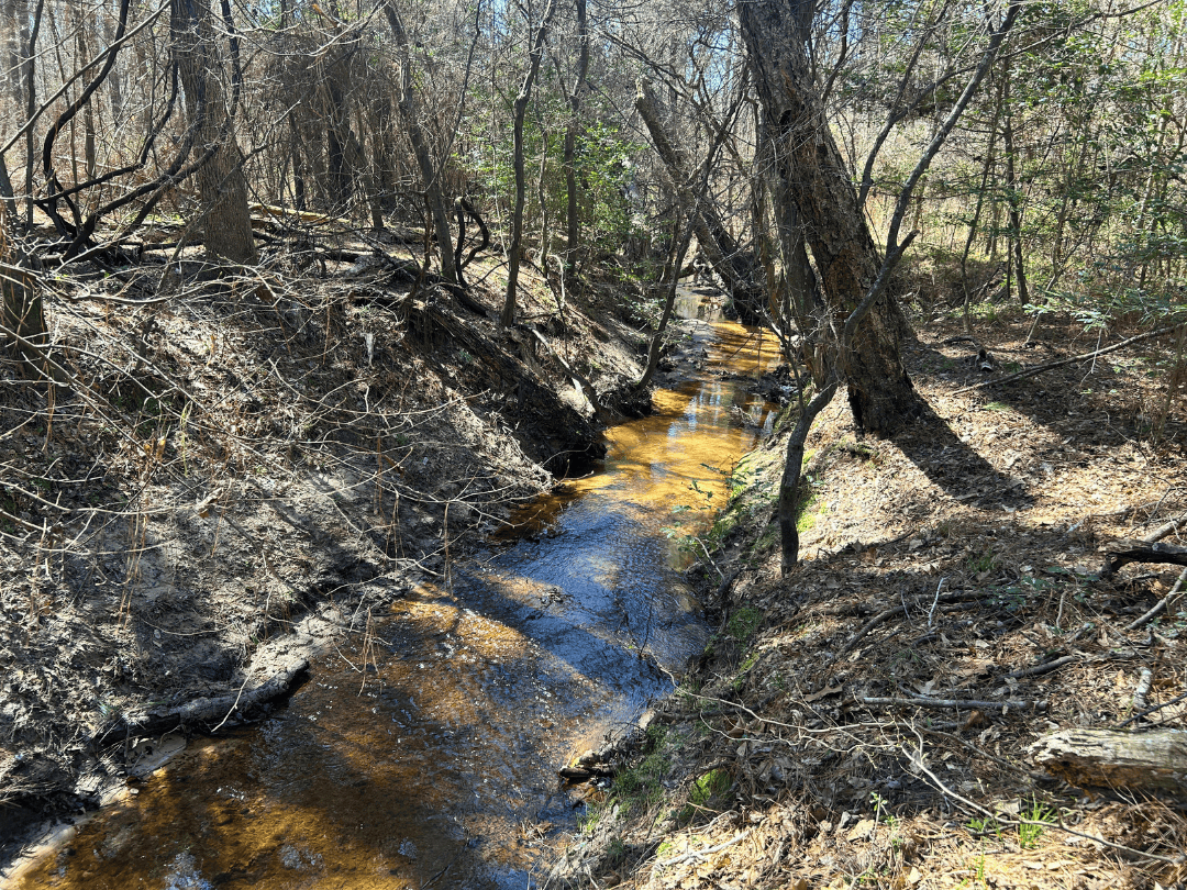 East Texas Timberland Investment & Hunting Tract
