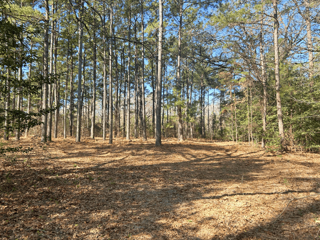 Hunting & Timber Investment Property for Sale in East Texas