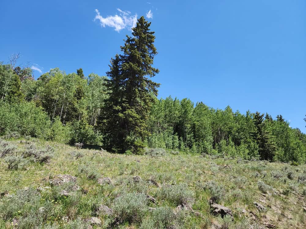 40 Acres in Powderhorn, CO