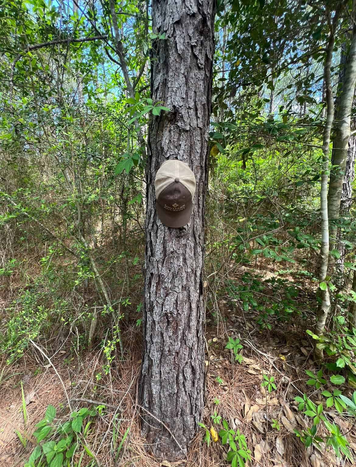 60 Acre Jackson Parish Timberland & Hunting Property