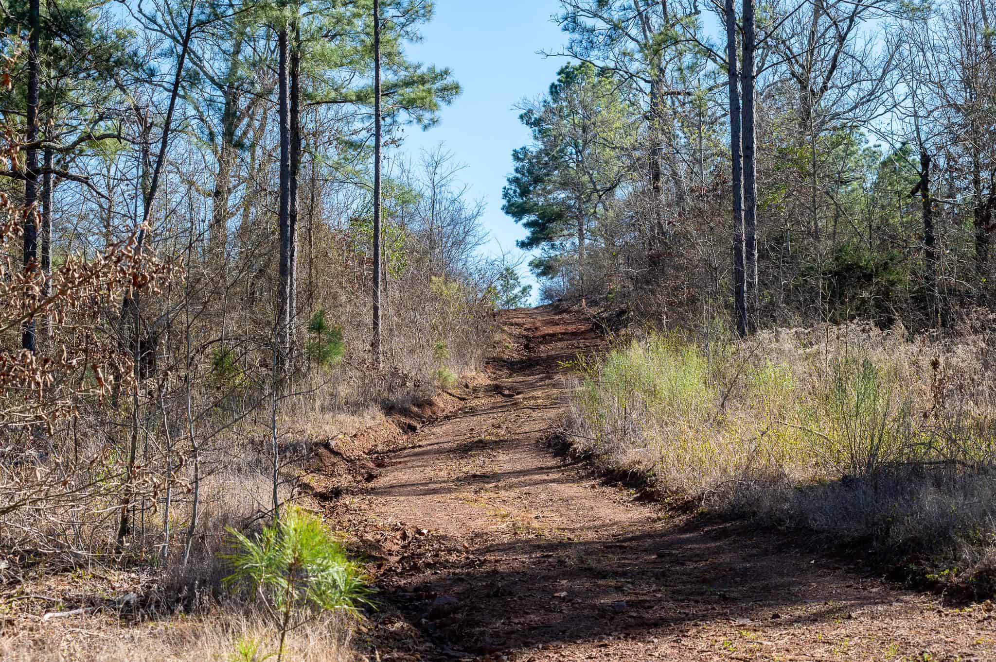 Premier East Texas Hunting & Timberland for Sale – 699 Acres in Ben Wheeler, TX