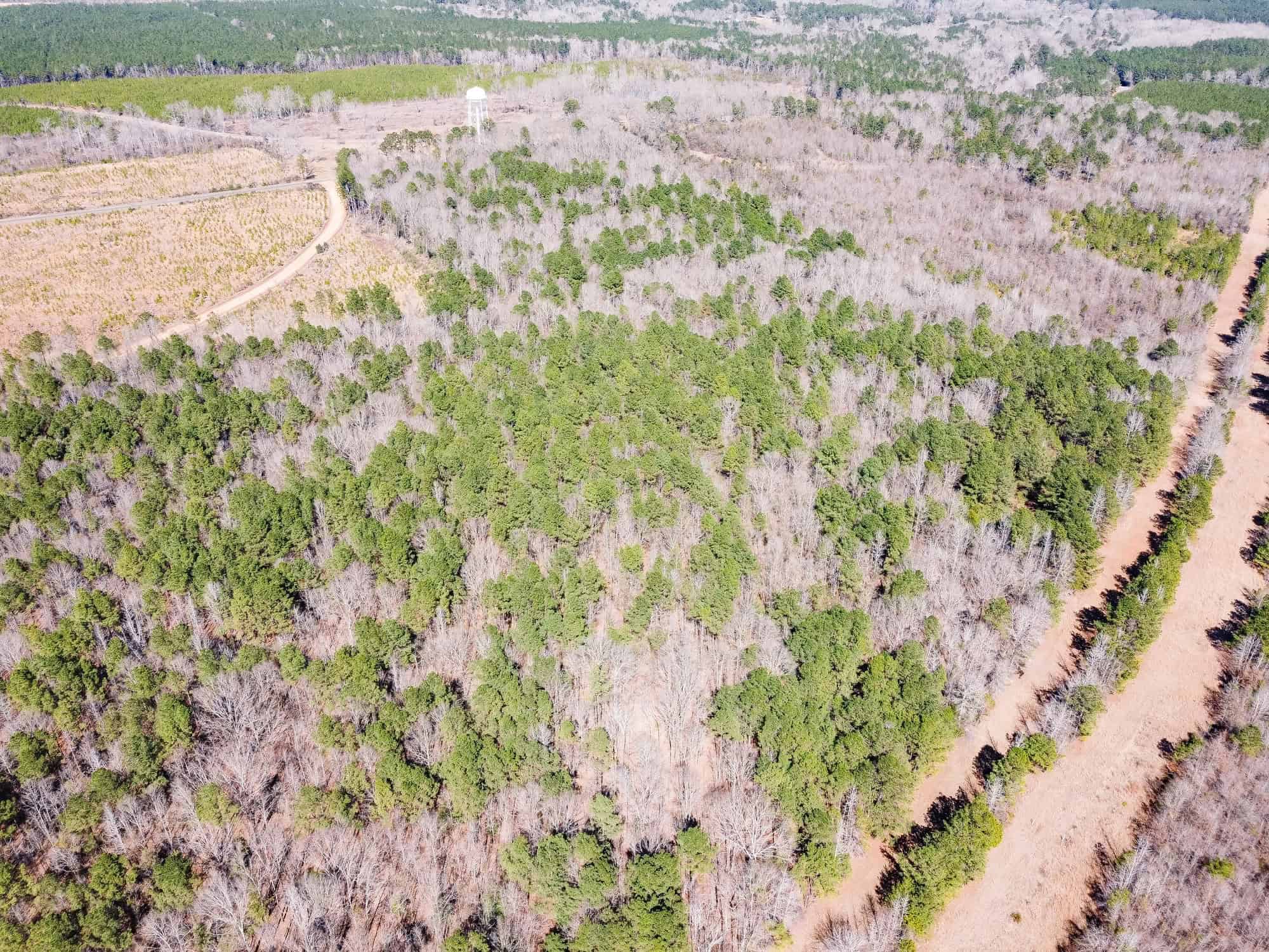 Woodville 54 – SW Lincoln Parish Timber Tract
