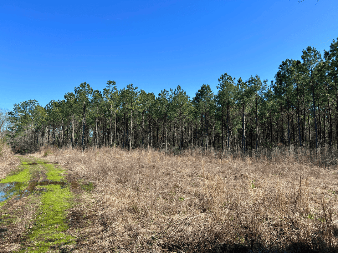 East Texas Timberland Investment & Hunting Tract