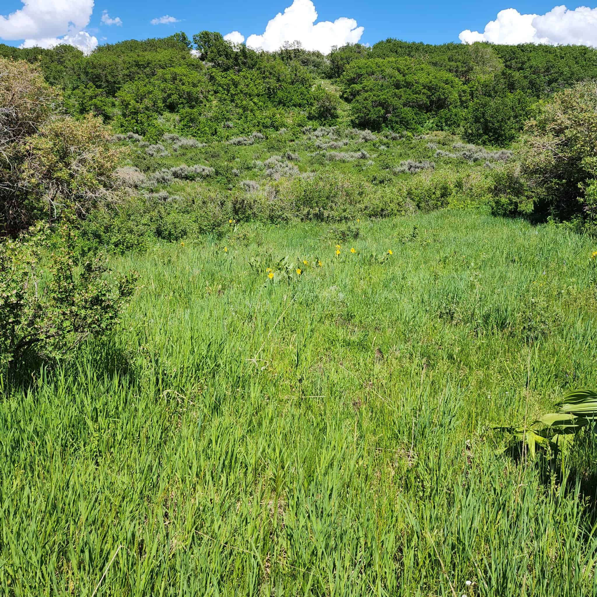 Colorado Hunting Property for Sale