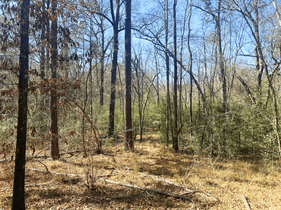 East Texas Land For Sale – Timber Investment & Hunting Property