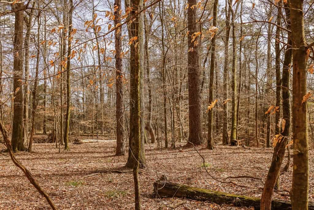 Land for Sale in Warren County, MS