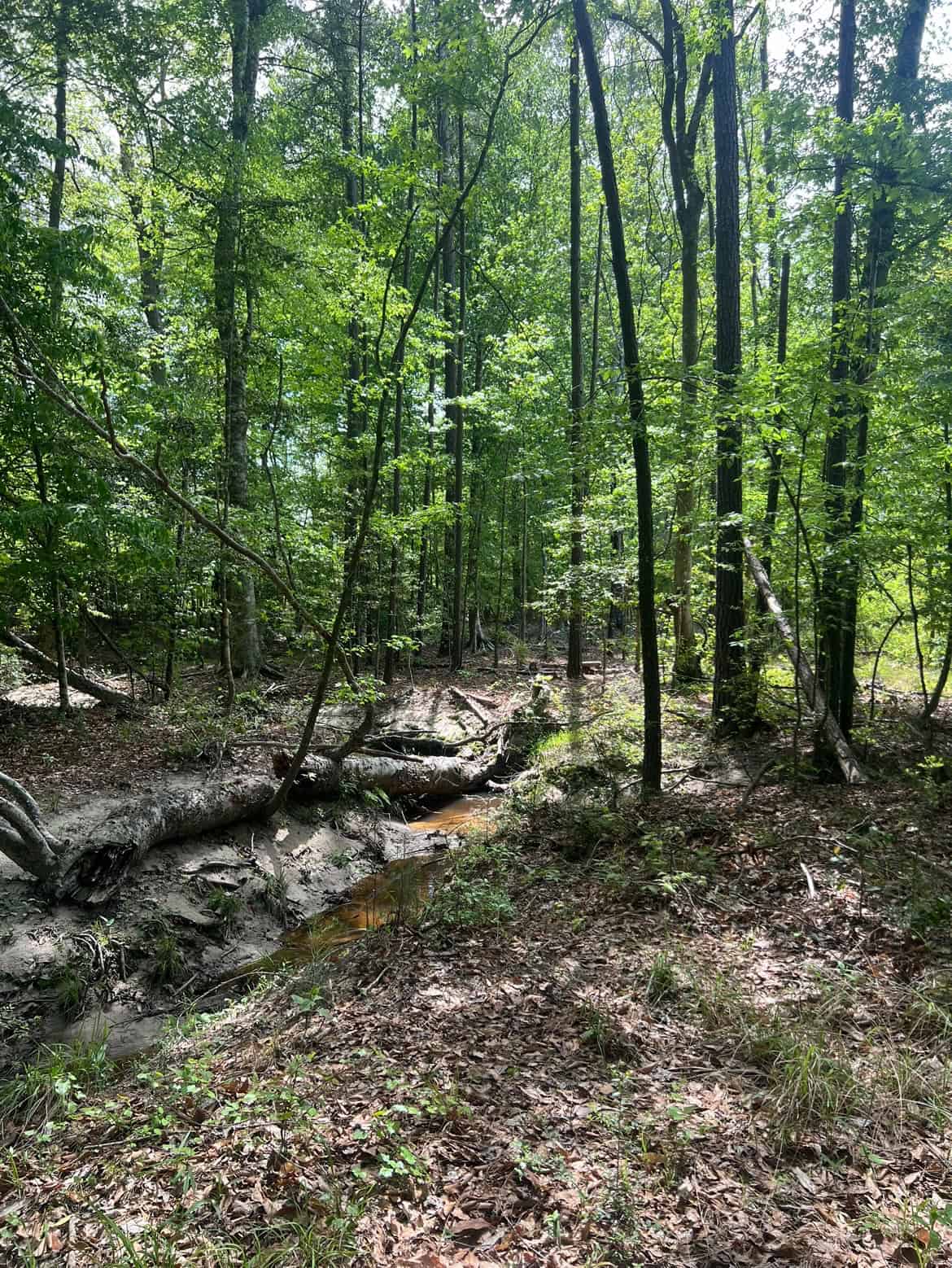 60 Acre Jackson Parish Timberland & Hunting Property
