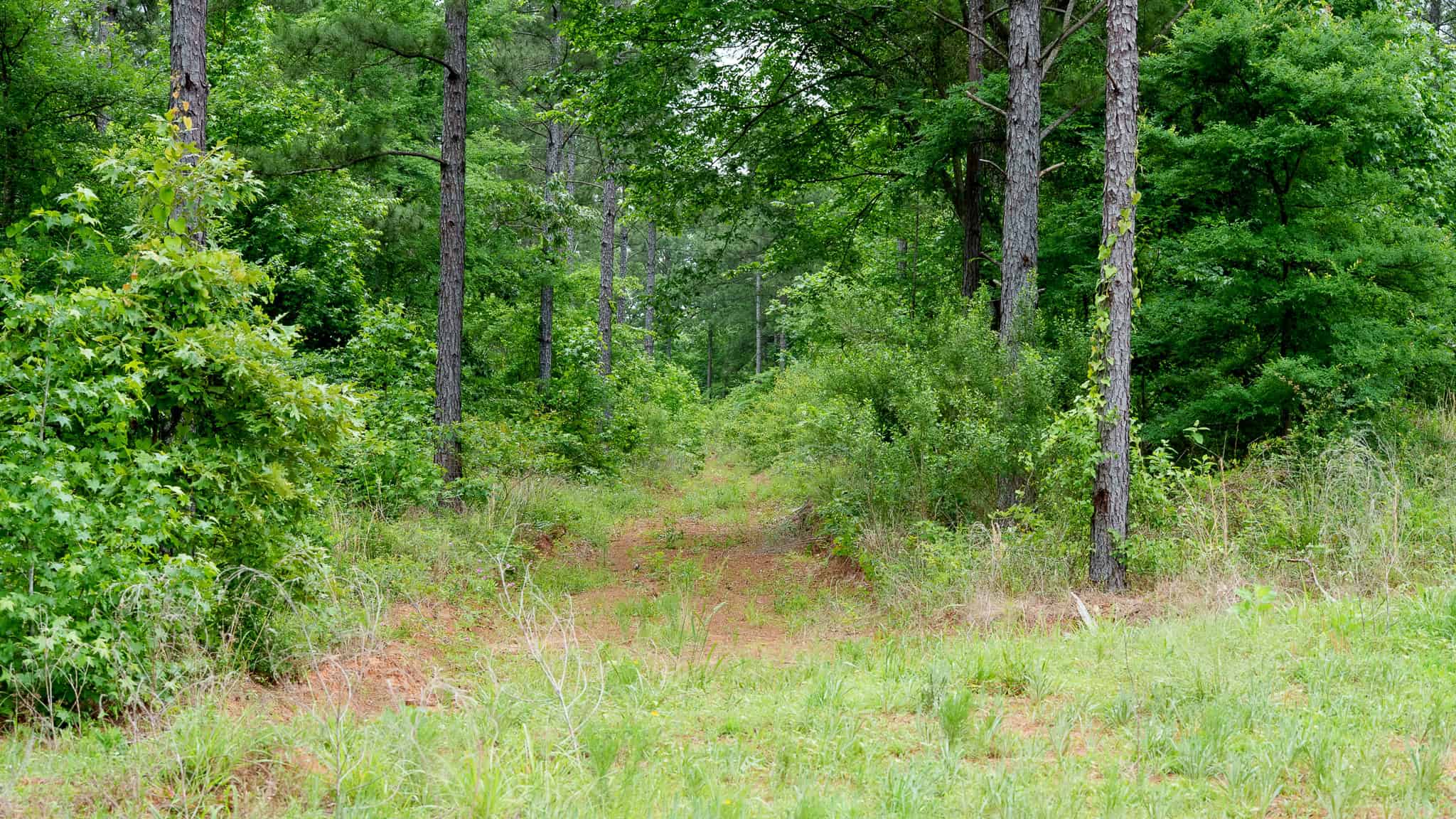 Premier East Texas Hunting & Timberland for Sale – 699 Acres in Ben Wheeler, TX