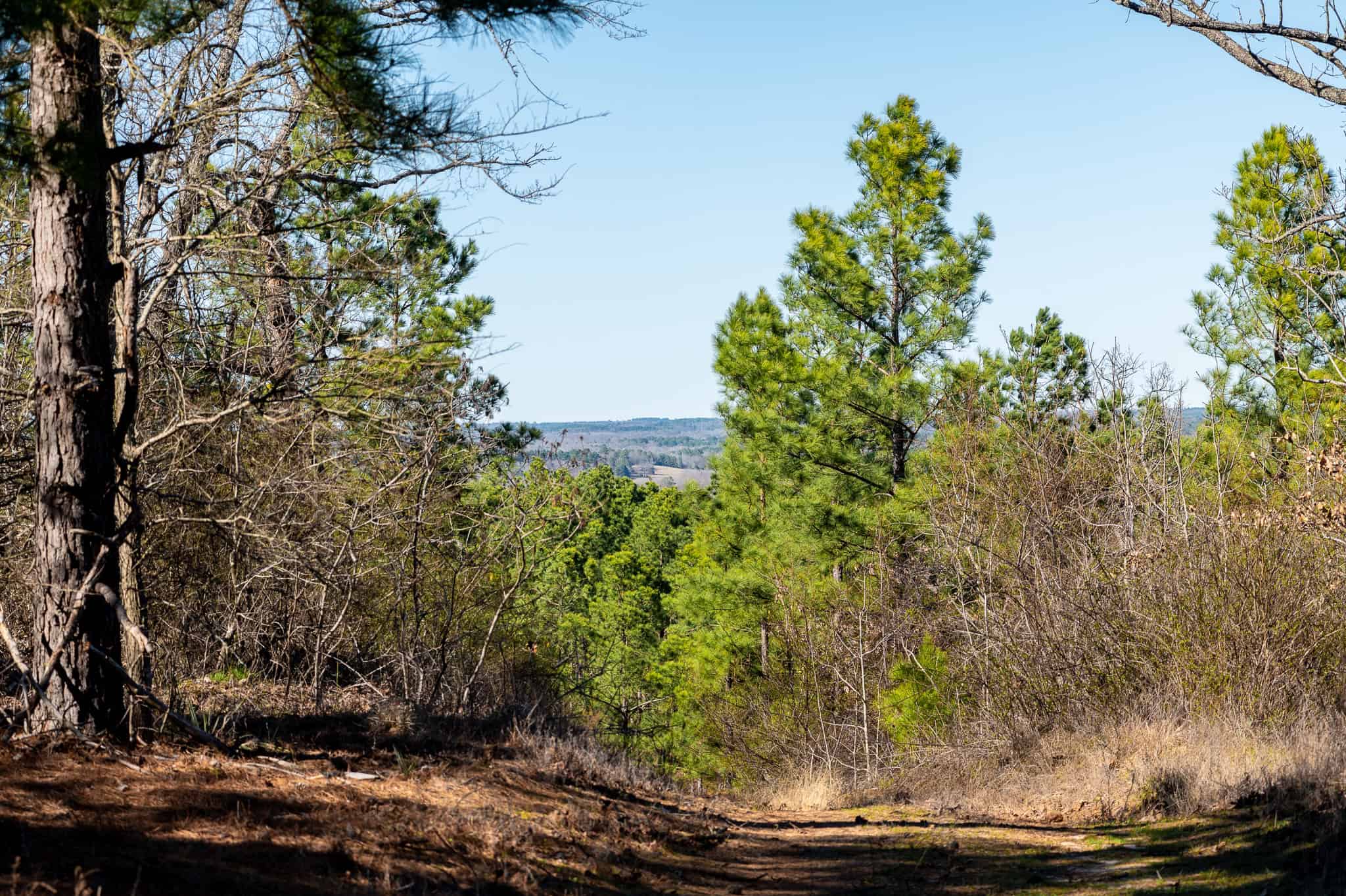 Premier East Texas Hunting & Timberland for Sale – 699 Acres in Ben Wheeler, TX