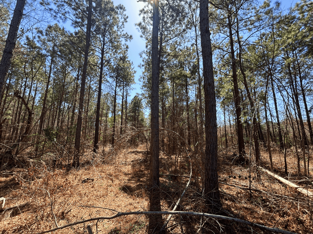 Secluded Timber Homestead in Linden, Texas