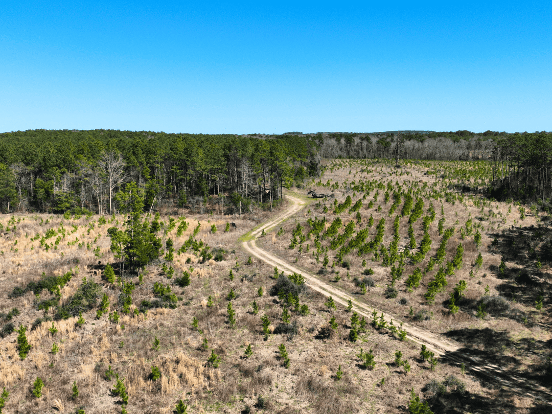 East Texas Timberland Investment & Hunting Tract
