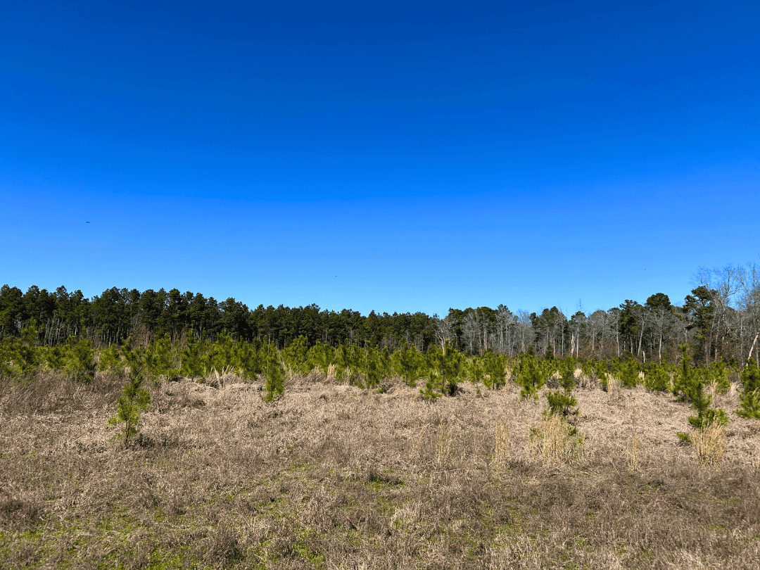 East Texas Timberland Investment & Hunting Tract