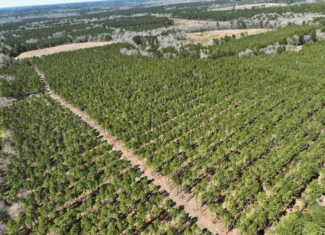 East Texas Timberland and Recreational Tract