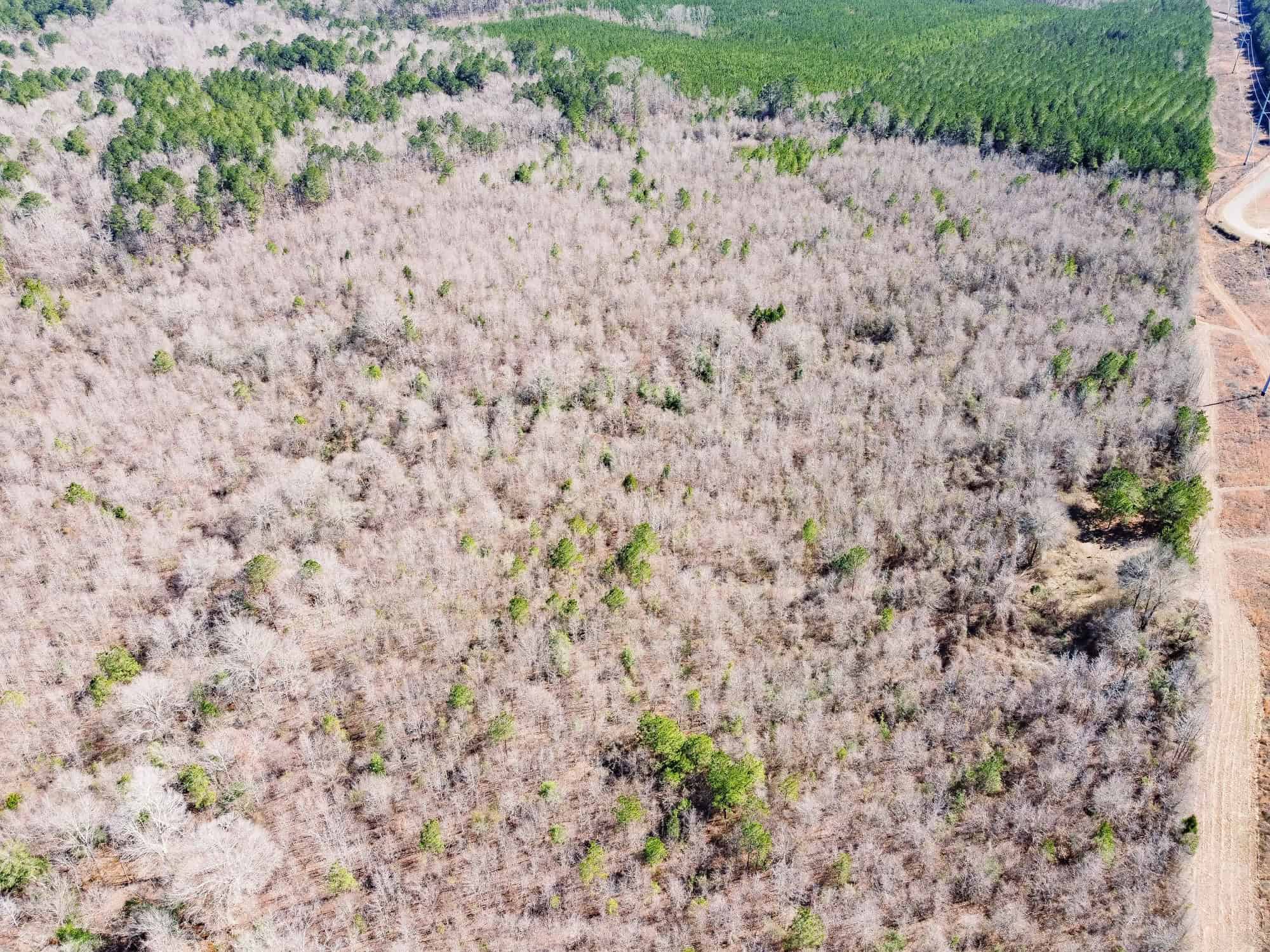Woodville 45 – SW Lincoln Parish Timber Tract