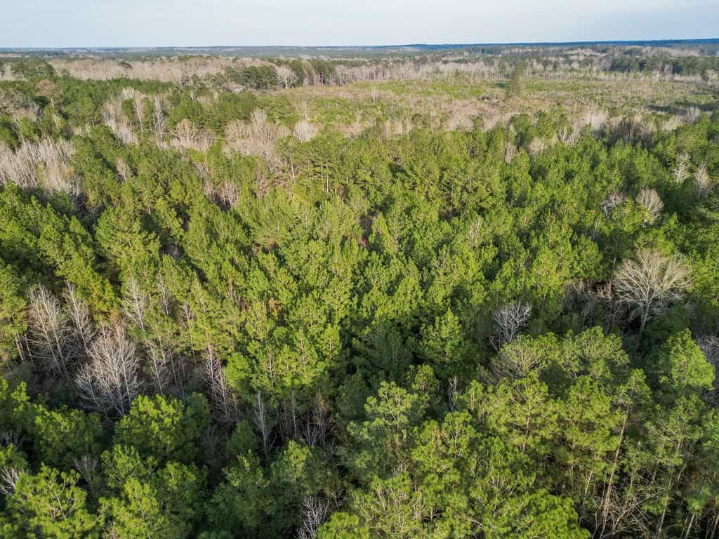 Land for Sale in Amite County, MS