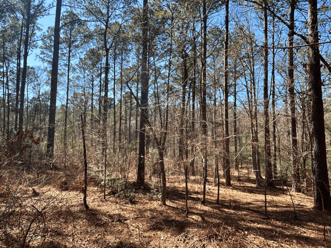 East Texas Land For Sale – Timber Investment & Hunting Property