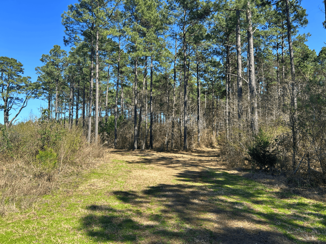 East Texas Timberland Investment & Hunting Tract