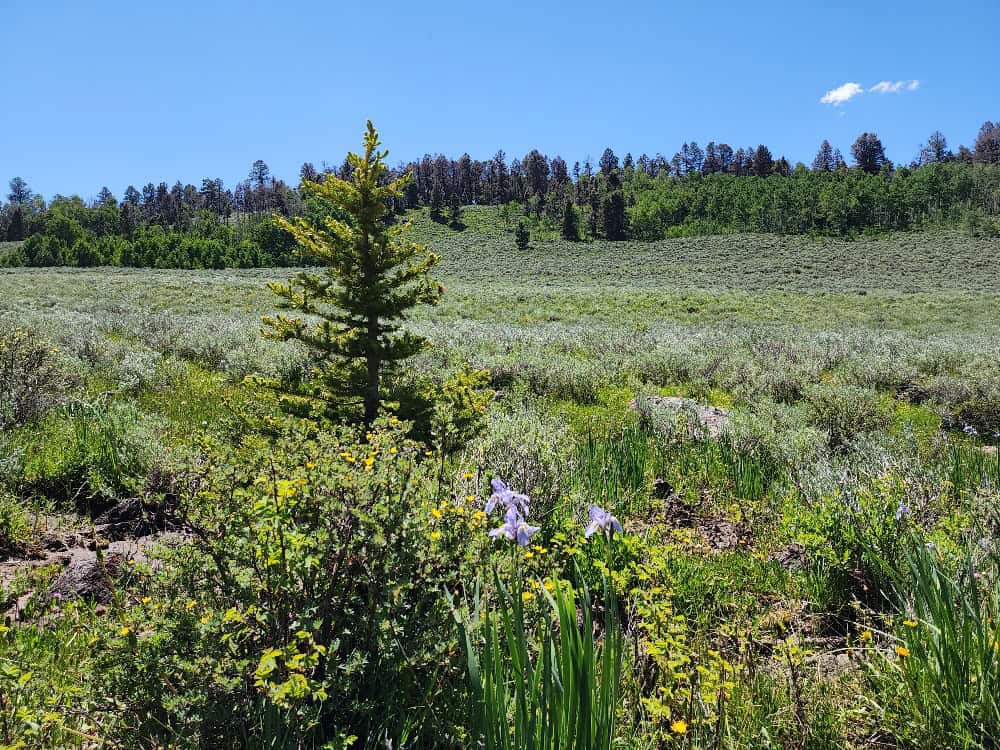 40 Acres in Powderhorn, CO