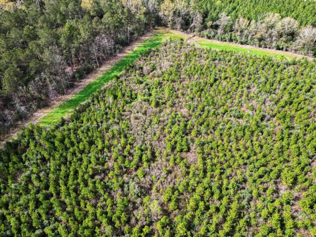 Affordable Hunting Property in Amite County