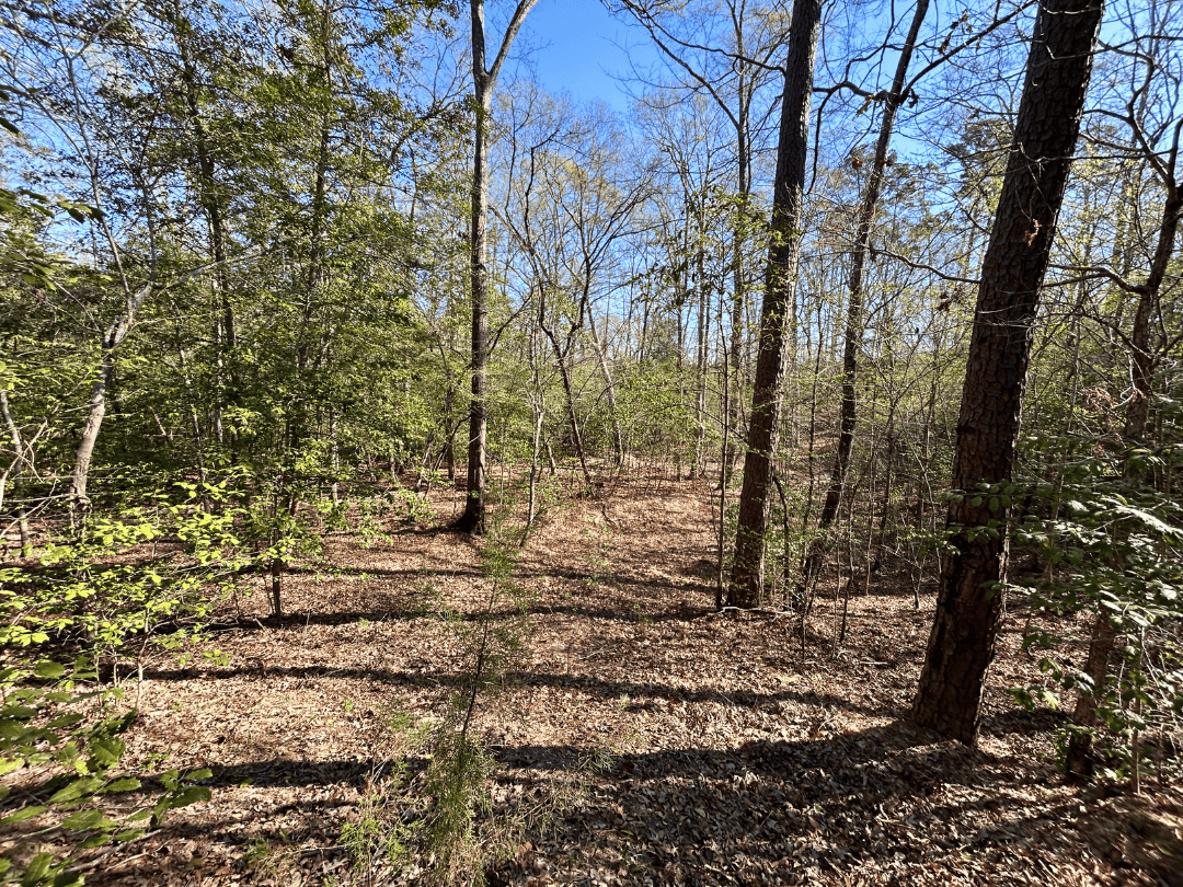 Hunting & Timber Investment Property for Sale in East Texas