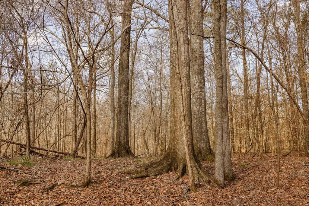 Land for Sale in Warren County, MS