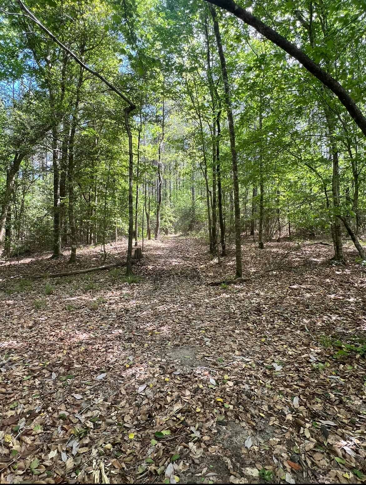 60 Acre Jackson Parish Timberland & Hunting Property