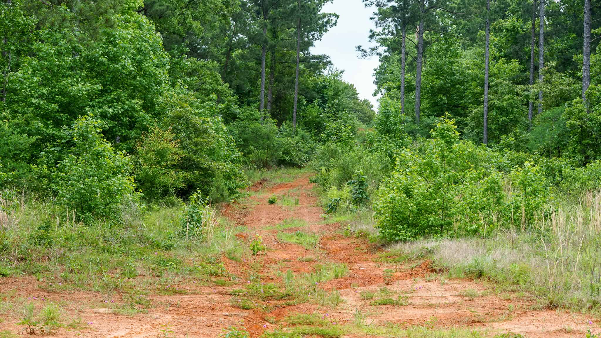 Premier East Texas Hunting & Timberland for Sale – 699 Acres in Ben Wheeler, TX