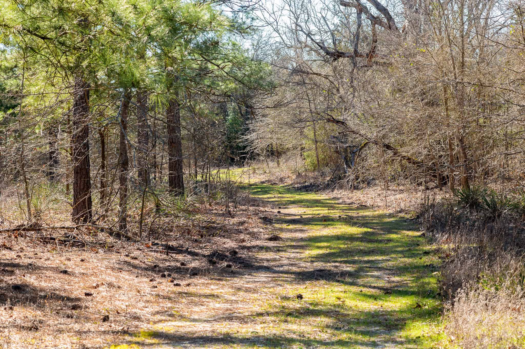 Premier East Texas Hunting & Timberland for Sale – 699 Acres in Ben Wheeler, TX