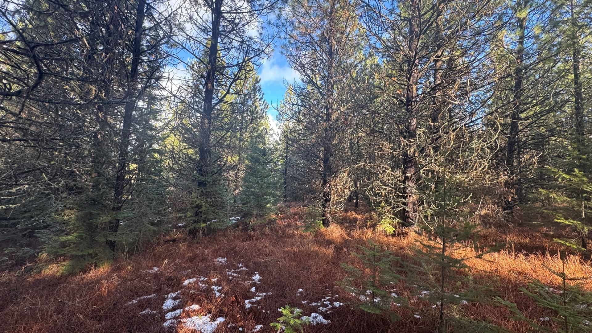 Land for Sale in Orofino, Idaho
