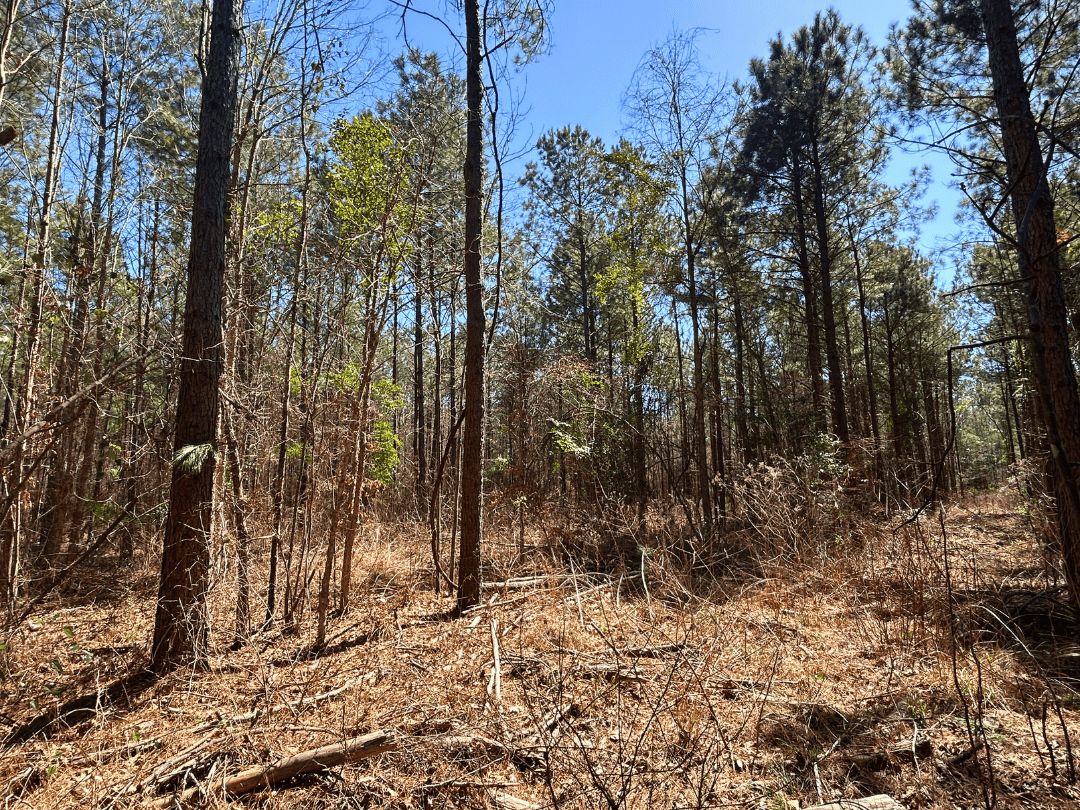 Secluded Timber Homestead in Linden, Texas