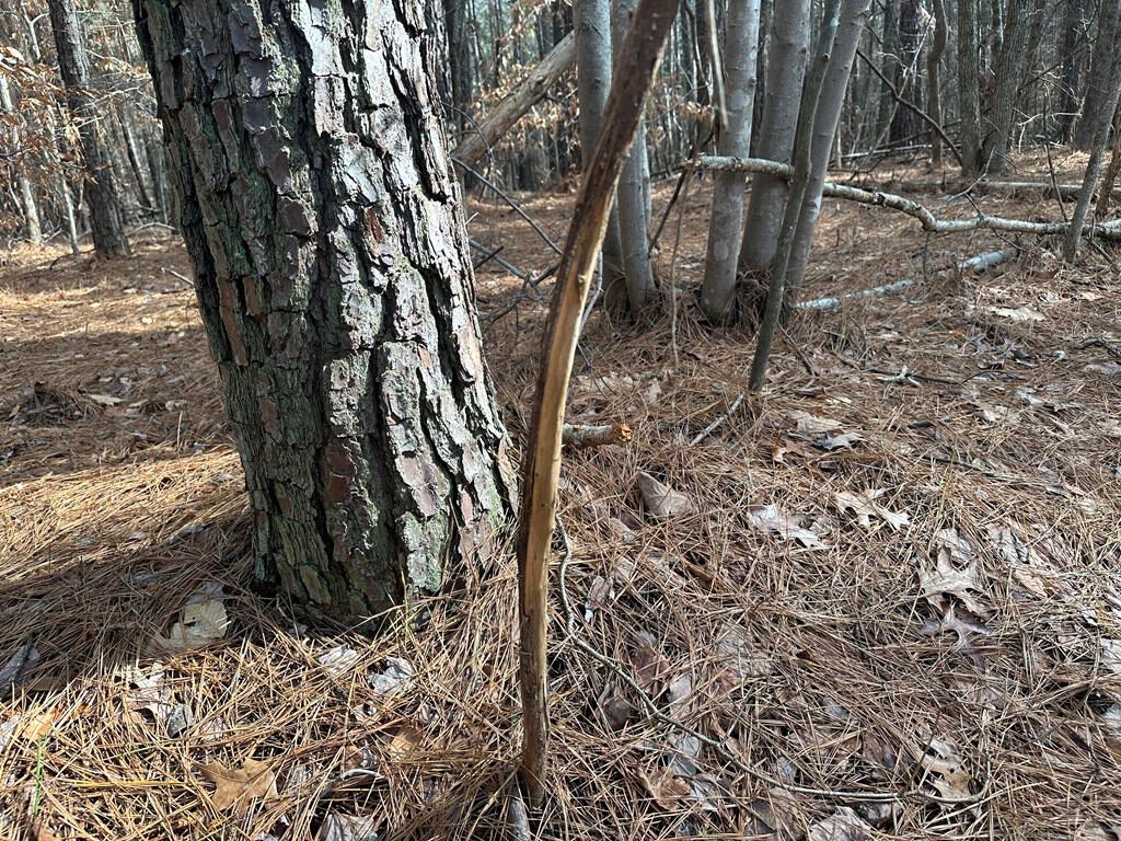 Ultimate Hunting & Recreation Retreat – Staunton Station